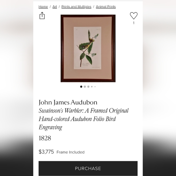 Rare Early-19th Century London Original John J. Audubon Hand-Coloured Engraving - Picture 6 of 6